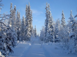 Зима в сказочном лесу